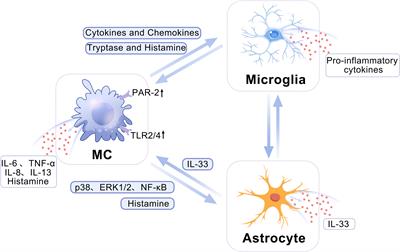 Role and mechanisms of mast cells in brain disorders